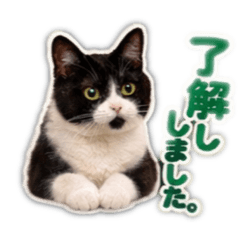 nyanko teacher_20260401181407