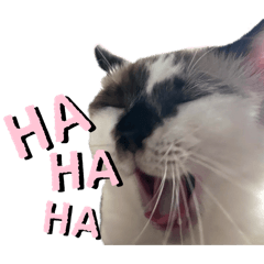 ichigomilk_20260401132101