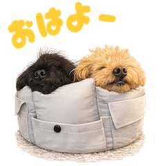 Kuu & Kanon Happy Smiles