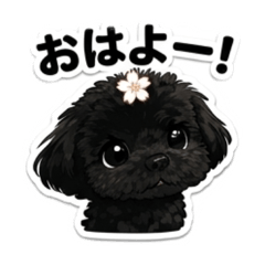 黑色玩具貴賓犬 Komo ♡ 春天