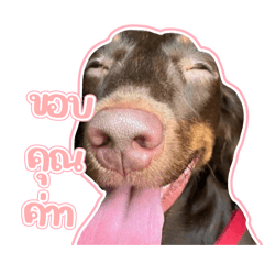 Pudding_20260401092200