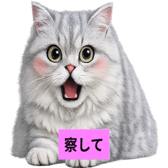 Elegant Silver Chinchilla Cat Stickers