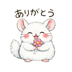 Daily Life of Fluffy White Chinchilla