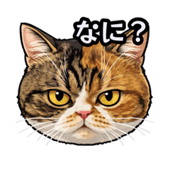 Ryo Studio_20260401184838