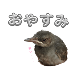 KOJAKE_20260401205347