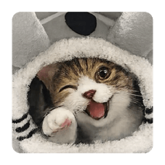 kimuyu_20260401205526