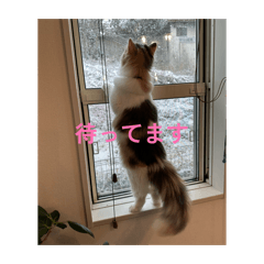 ASAMI_20260401205832