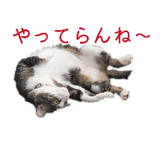 @rikka_Presents.dog and cats .