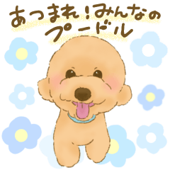 We are toy poodle@uchinoko.deart