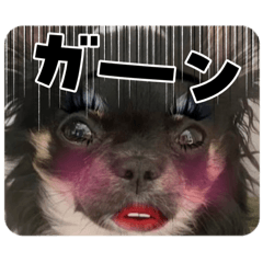 可愛いウルさん