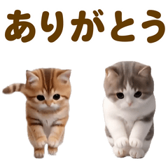 Cute Wonderful Cats