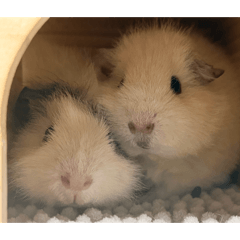 maimai_20260401212959