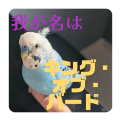 Riiha_20260401213011