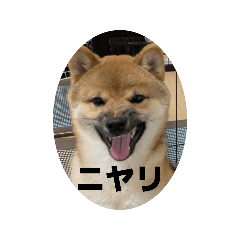 JINKO_20260401225340