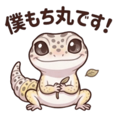 MOCHIMARU of Leopard Gecko