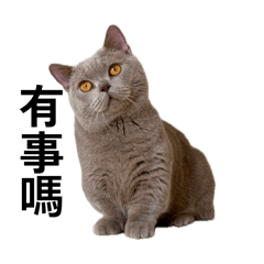 圓圓圓圓圓仔日常