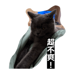 我家笨笨喵孩！