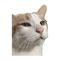 edamame_20260401195247