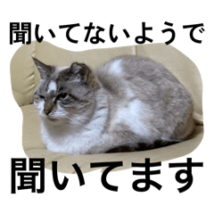 OSARI_20260401222314