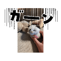 telless_20260401142225