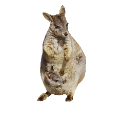 カンガルーの親子 写真 Line スタンプ Line Store カンガルーの親子 写真 Line スタンプ Line Store