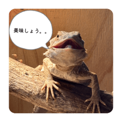 Jah Rasta fari_20260401232337