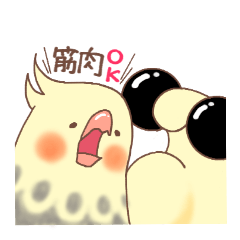 Muscle training cockatiel