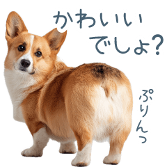A Corgi with a cute little butt