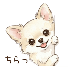 My Chihuahua Everyday Essentials