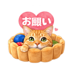 LAND LIKE A CAT_20260401235833