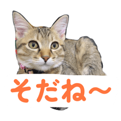 Hagoromo Studio_20260401185403