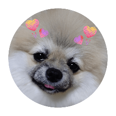 PomeranianPrincessCoco