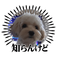 honda_20260402005217