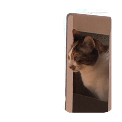 akari_20260401193729