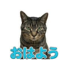 SHINOBU.jp_20260402040612