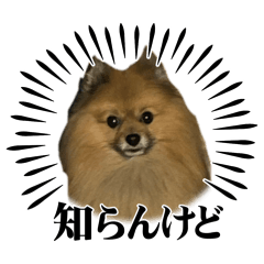 shoco_20260402090034