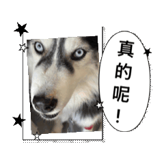 家常犬貓5