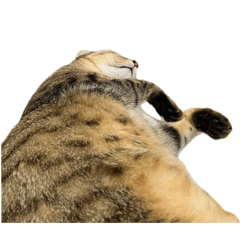 鄰家小貓子：鴨鴨和哈娜