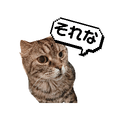 kotone_20260402102037