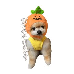 welshterrier_20260402101624