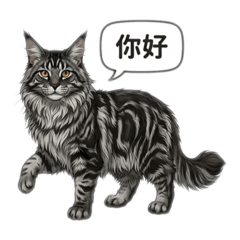 黑銀虎斑緬因貓貓♪( ´θ｀)ノ