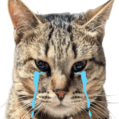 UMETARO Life edition