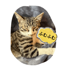 つきのみやおもち