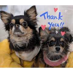 RIRIA_20260402002003