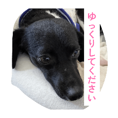 komuri_20260402002817