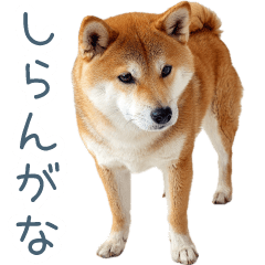 毎日使える柴犬のキモチ【日常会話・連絡】