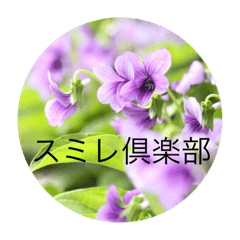 Japanese Violet