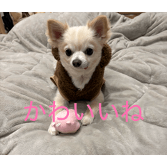 momo_20260401201354