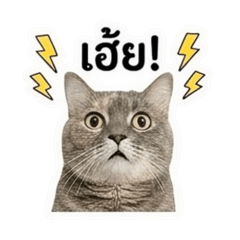 sontayar_20260401215052