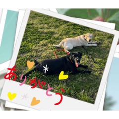 shibachan_20260401204545